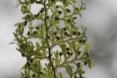 Hymenophyllaceae