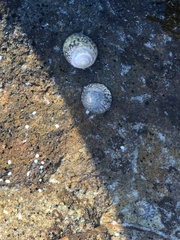 Bembicium nanum