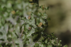 Hymenophyllaceae