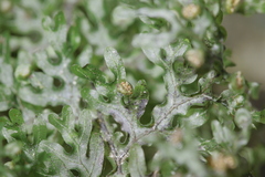 Hymenophyllaceae