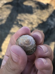 Bembicium nanum