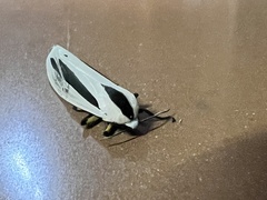 Creatonotos gangis-interrupta agg