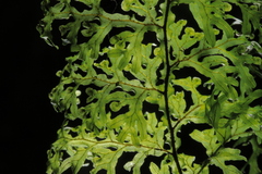 Hymenophyllaceae