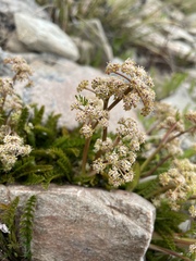 Anisotome flexuosa