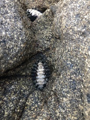 Acanthopleura gemmata