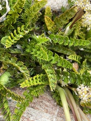 Anisotome flexuosa