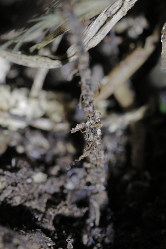 Dryopteris pseudocaenopteris observed 2022-11-19