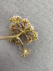 Anisotome flexuosa