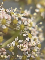 Anisotome flexuosa