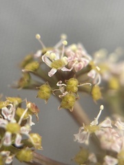 Anisotome flexuosa