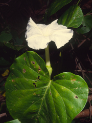 Ipomoea violacea