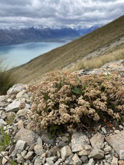 Anisotome flexuosa