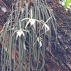 Brassavola tuberculata