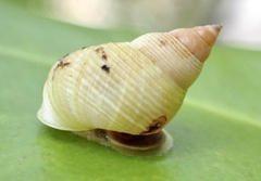 Littorinoidea