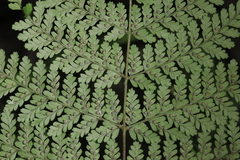 Dryopteris pseudocaenopteris