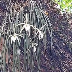 Brassavola tuberculata