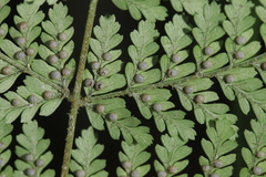 Dryopteris pseudocaenopteris