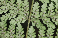 Dryopteris pseudocaenopteris