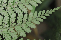 Dryopteris pseudocaenopteris