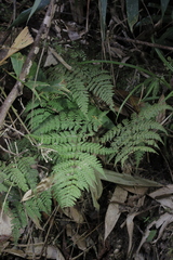 Dryopteris pseudocaenopteris