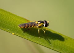 Sphaerophoria macrogaster