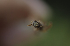 Dryopteris pseudocaenopteris