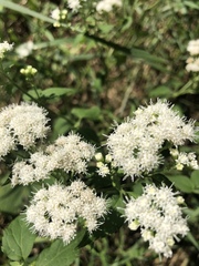 Ageratina altissima