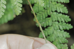 Dryopteris pseudocaenopteris