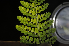 Dryopteris pseudocaenopteris