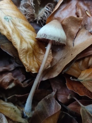 Psathyrella