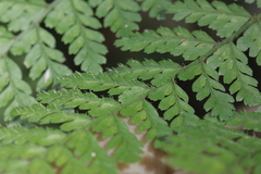 Dryopteris pseudocaenopteris