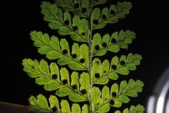 Dryopteris pseudocaenopteris