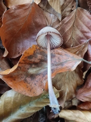 Psathyrella