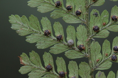Dryopteris pseudocaenopteris