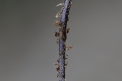 Dryopteris pseudocaenopteris