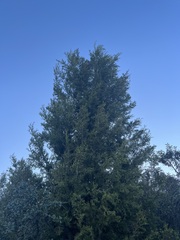 Cupressus forbesii