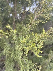 Cupressus forbesii