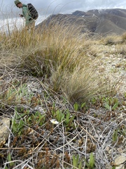 Brachyscome longiscapa