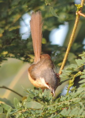 Prinia socialis