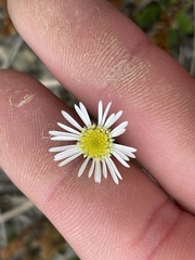 Brachyscome longiscapa