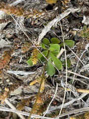 Brachyscome longiscapa