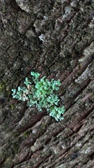 Myelochroa aurulenta