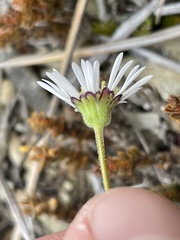 Brachyscome longiscapa