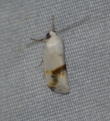 Ponometia virginalis
