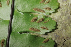 Asplenium normale