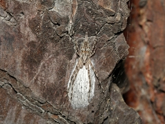 Tamopsis fickerti