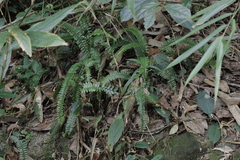Asplenium normale