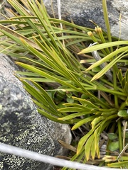 Aciphylla montana