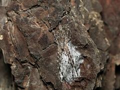 Tamopsis fickerti