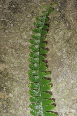 Asplenium normale